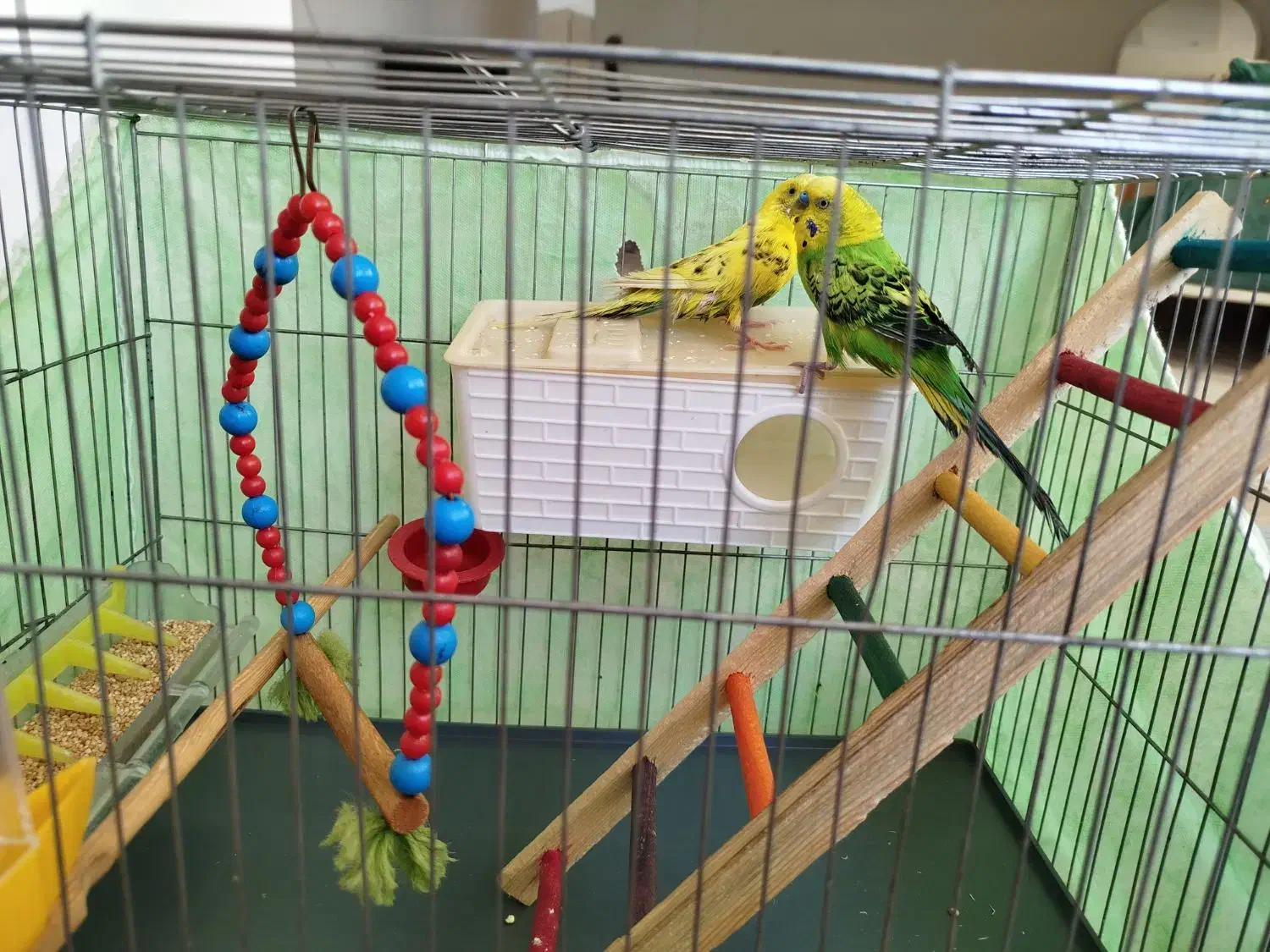 مرغ عشق|پرنده|دهگلان, |دیوار