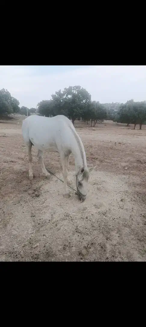 اسب|اسب و تجهیزات اسب‌سواری|چاروسا, |دیوار