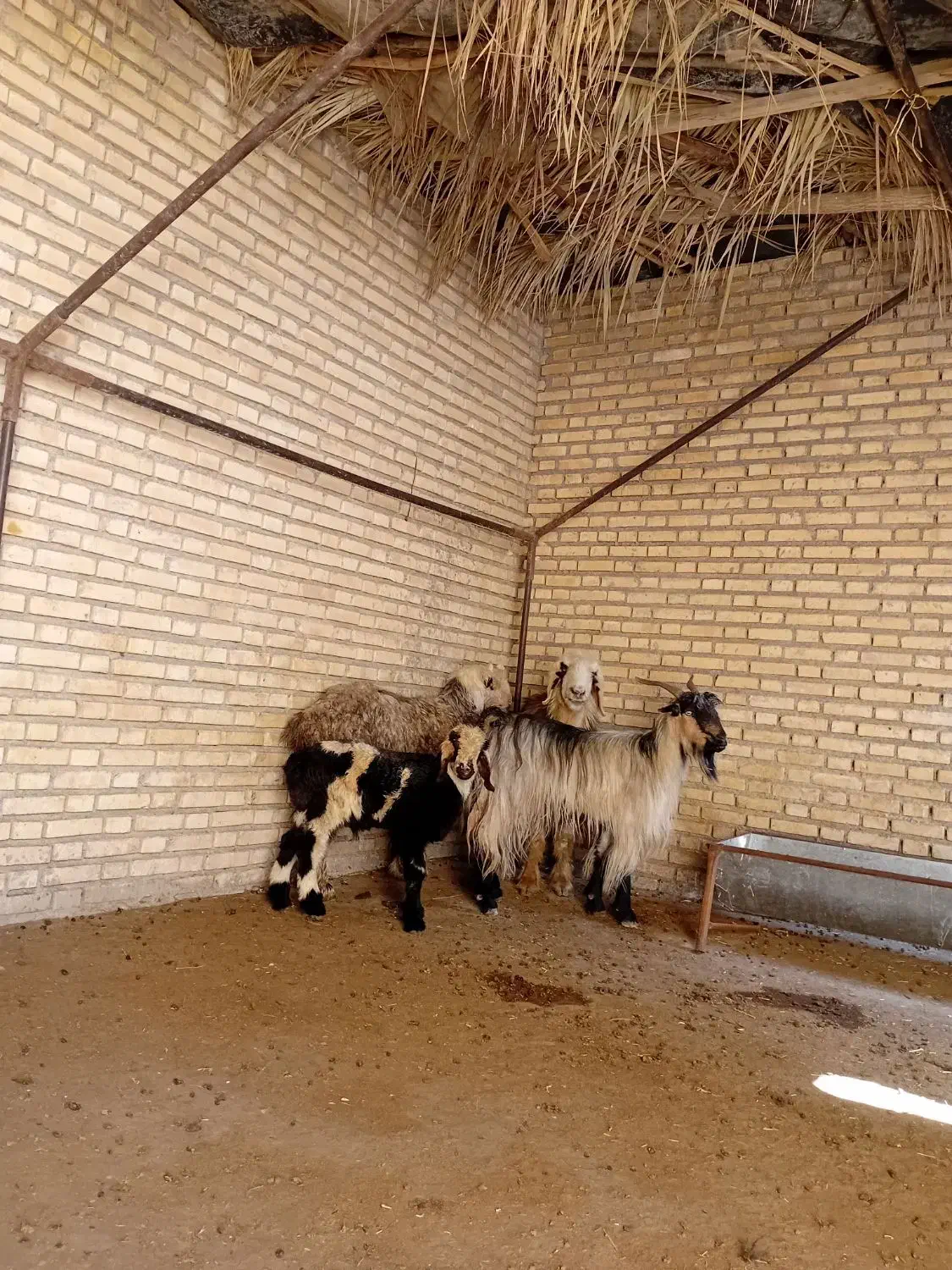 سلام دو|حیوانات مزرعه|دزفول, |دیوار