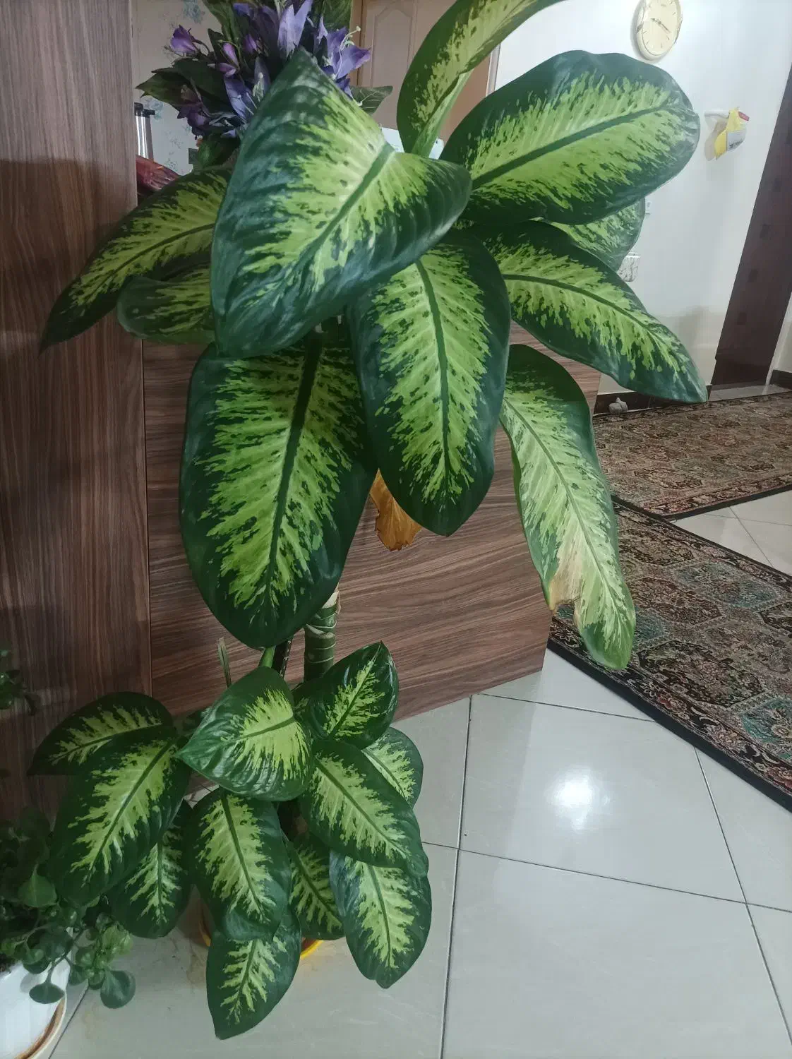 گل آپارتمانی|گل و گیاه طبیعی|قدس, شهرقدس|دیوار