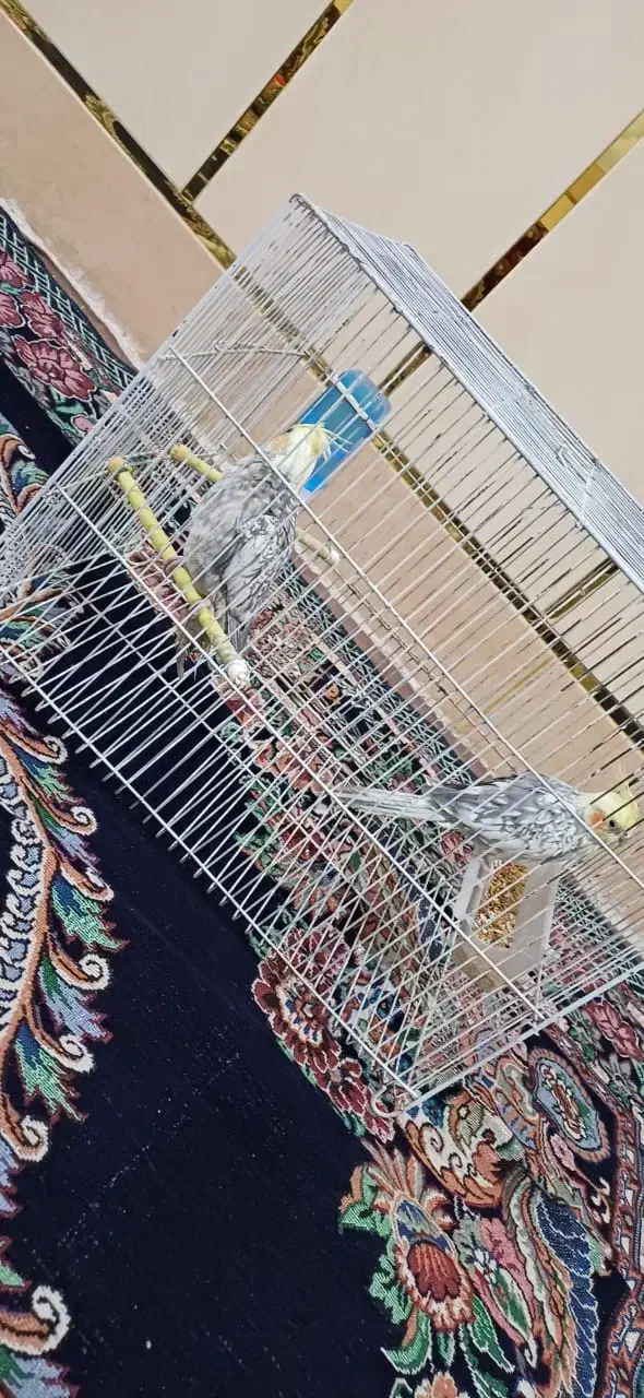 عروس هلندی نر و ماده|پرنده|شوشتر, |دیوار