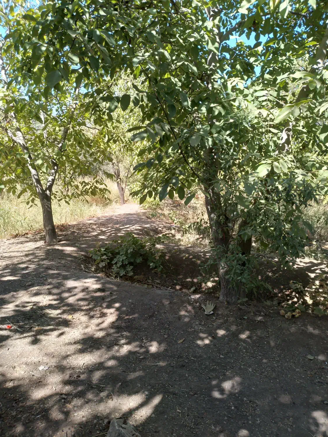 فروش باغ در شهر دالاهو|فروش زمین و ملک کلنگی|اسلامآباد غرب, |دیوار