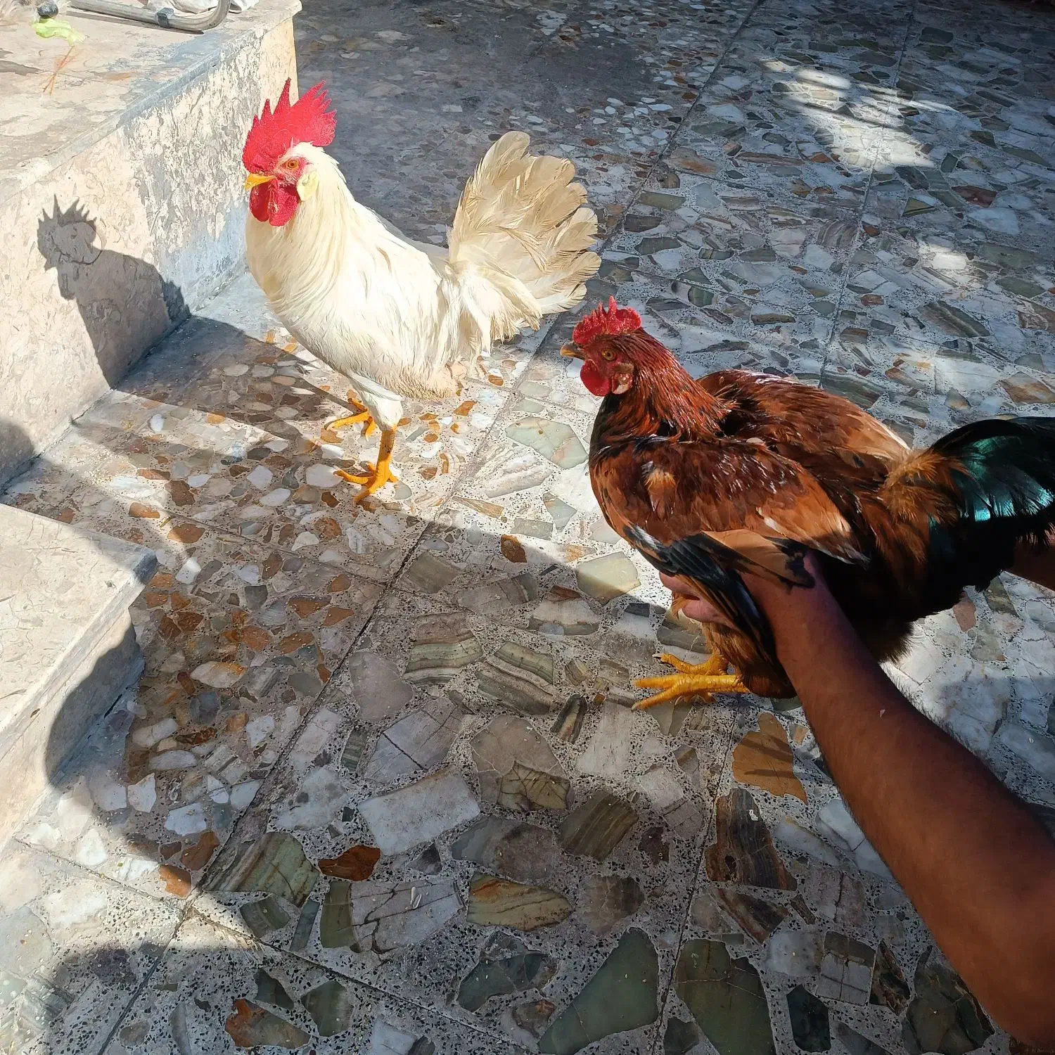 خروس و مرغ دورگ|حیوانات مزرعه|چالوس, |دیوار