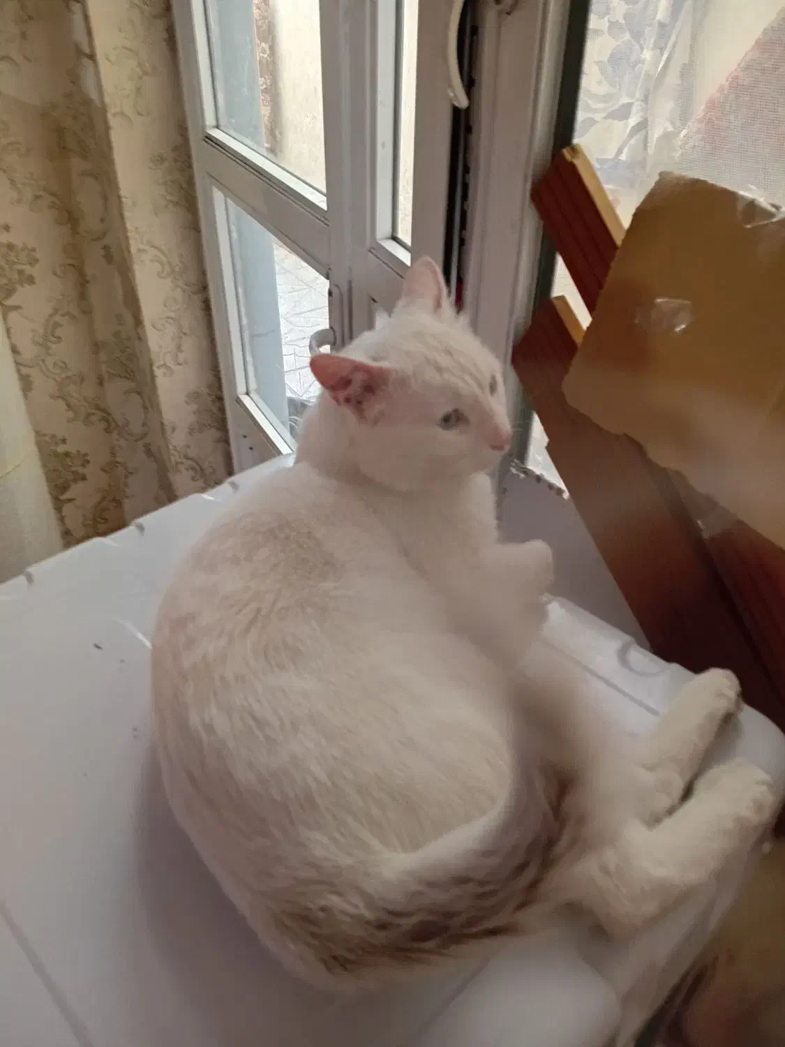 گربه پرشین آنکارا نر|گربه|تبریز, |دیوار