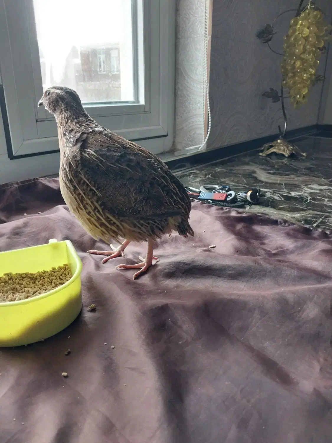 بلدرچین|پرنده|اردبیل, |دیوار