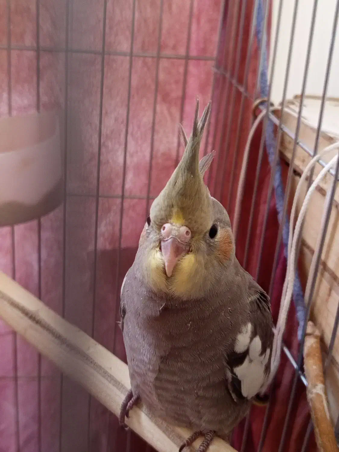 چهار عدد جوجه عروس هلندی|پرنده|کرج, شهرک امام رضا (ع)|دیوار