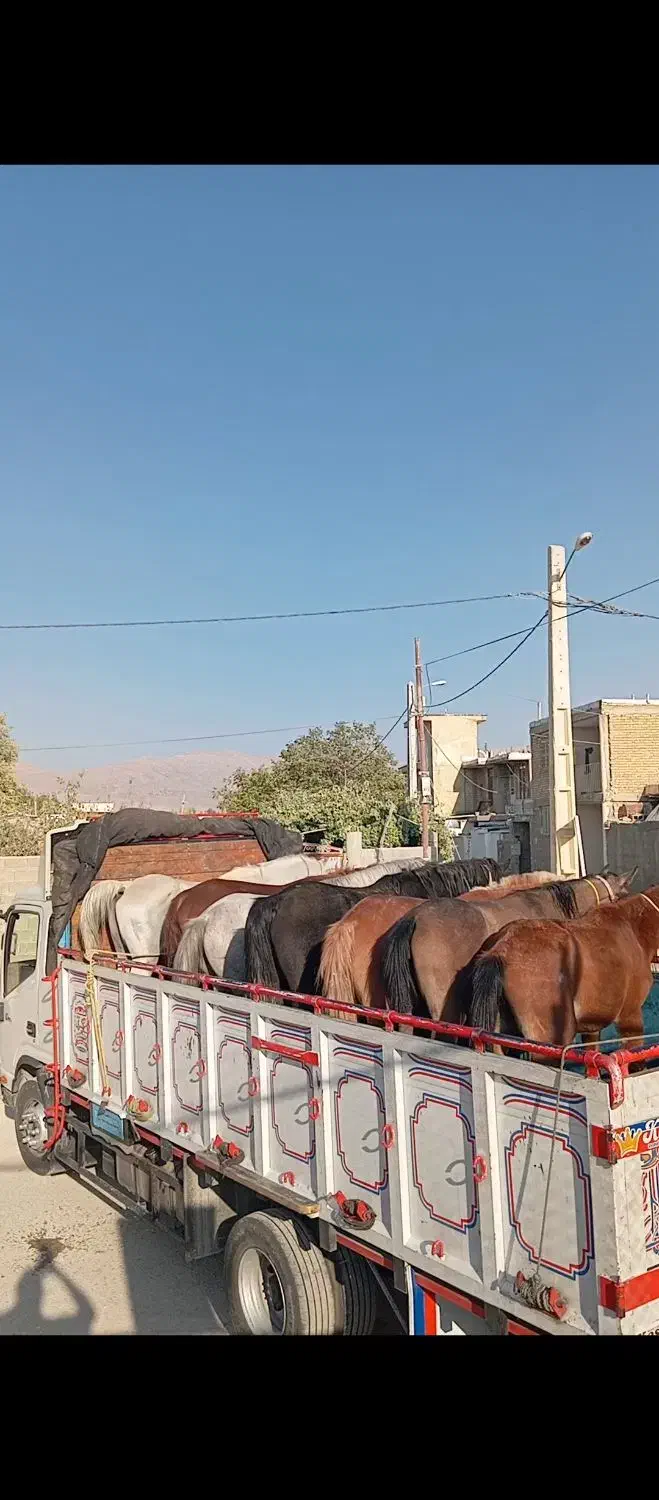 خرید و فروش اسب همه نوع|اسب و تجهیزات اسبسواری|شیراز, گویم|دیوار