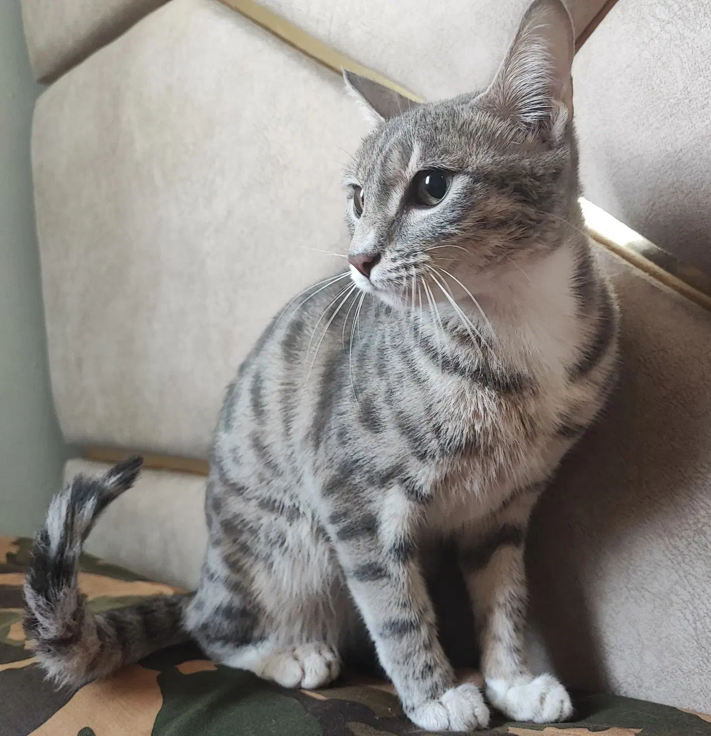 گربه خاص|گربه|اردبیل, |دیوار