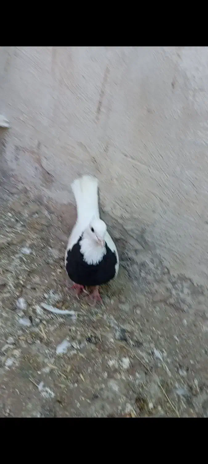 طوقی واکسی|پرنده|دره شهر, |دیوار