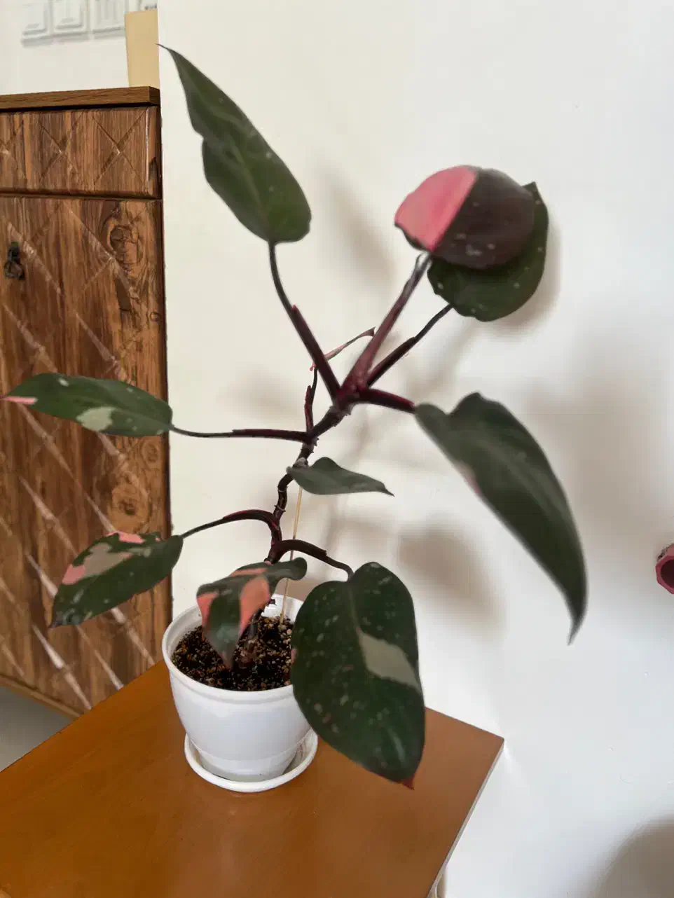 گیاه پینک پرنسس|گل و گیاه طبیعی|شاهرود, |دیوار