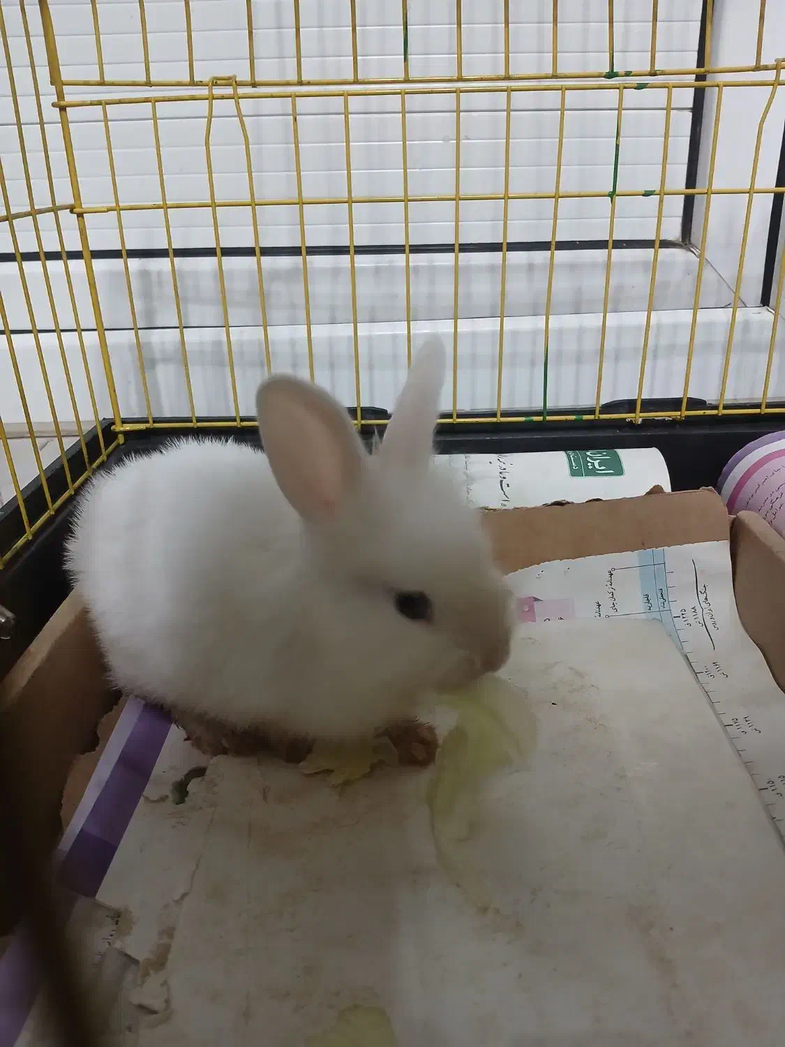 خرگوش سفید برفی|موش و خرگوش|اردبیل, |دیوار