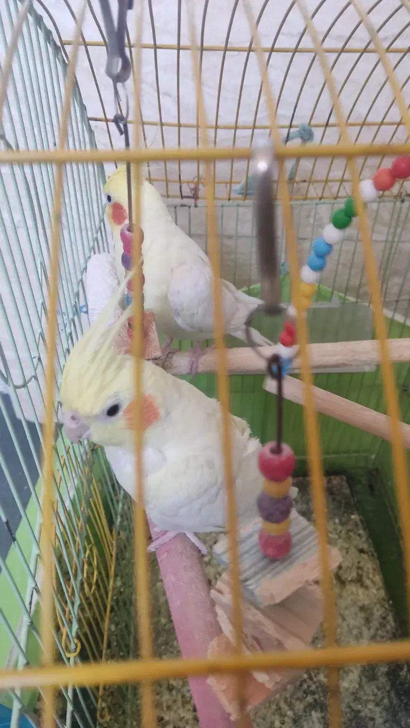 عروس هلندی|پرنده|نسیمشهر, |دیوار