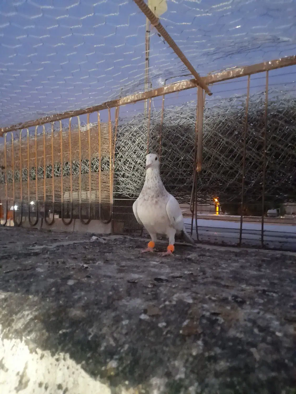 نر کوهی کاکولی|پرنده|شوشتر, |دیوار