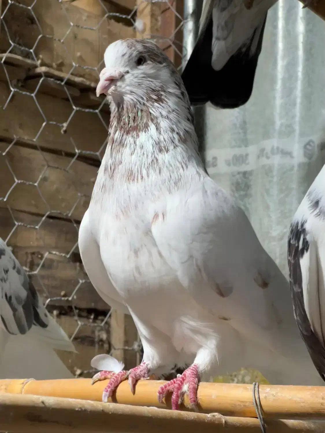 کبوتر|پرنده|گرگان, |دیوار