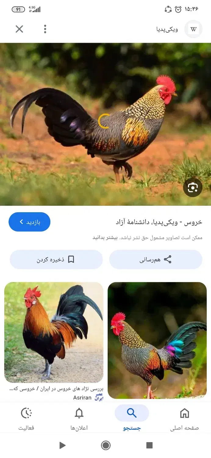 خروس رسمی معاوضه با مرغ رسمی جوان|حیوانات مزرعه|ساوه, |دیوار