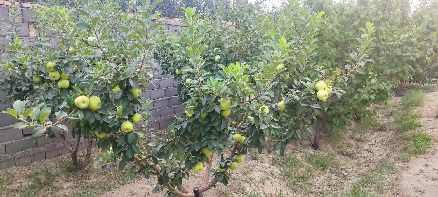 فروش باغ وایقان شبستر جاده گاز شرفتین|فروش خانه و ویلا|شبستر, |دیوار