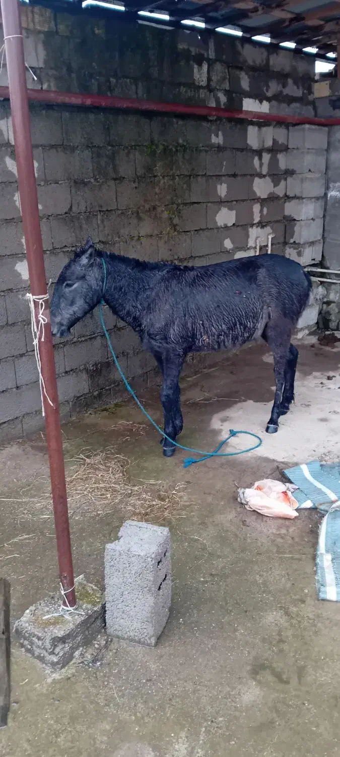 اسب مادیان|اسب و تجهیزات اسبسواری|کیاشهر, |دیوار