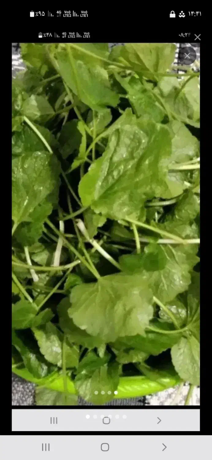 چوچاق و پونه در تالش تمیز و پاک شده خشک|خوردنی و آشامیدنی|حویق, |دیوار