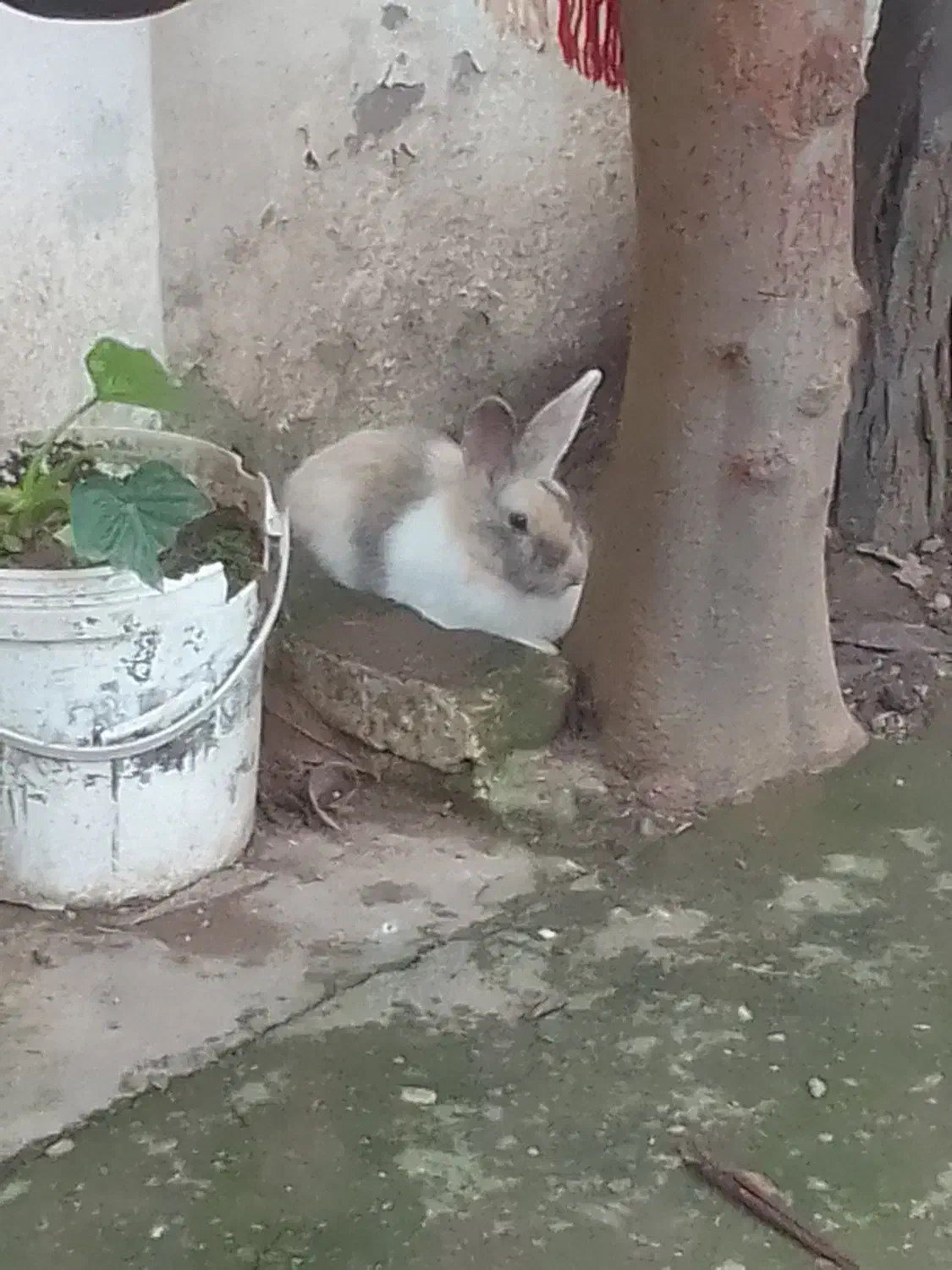 خرگوش تند و چابک|موش و خرگوش|آمل, |دیوار