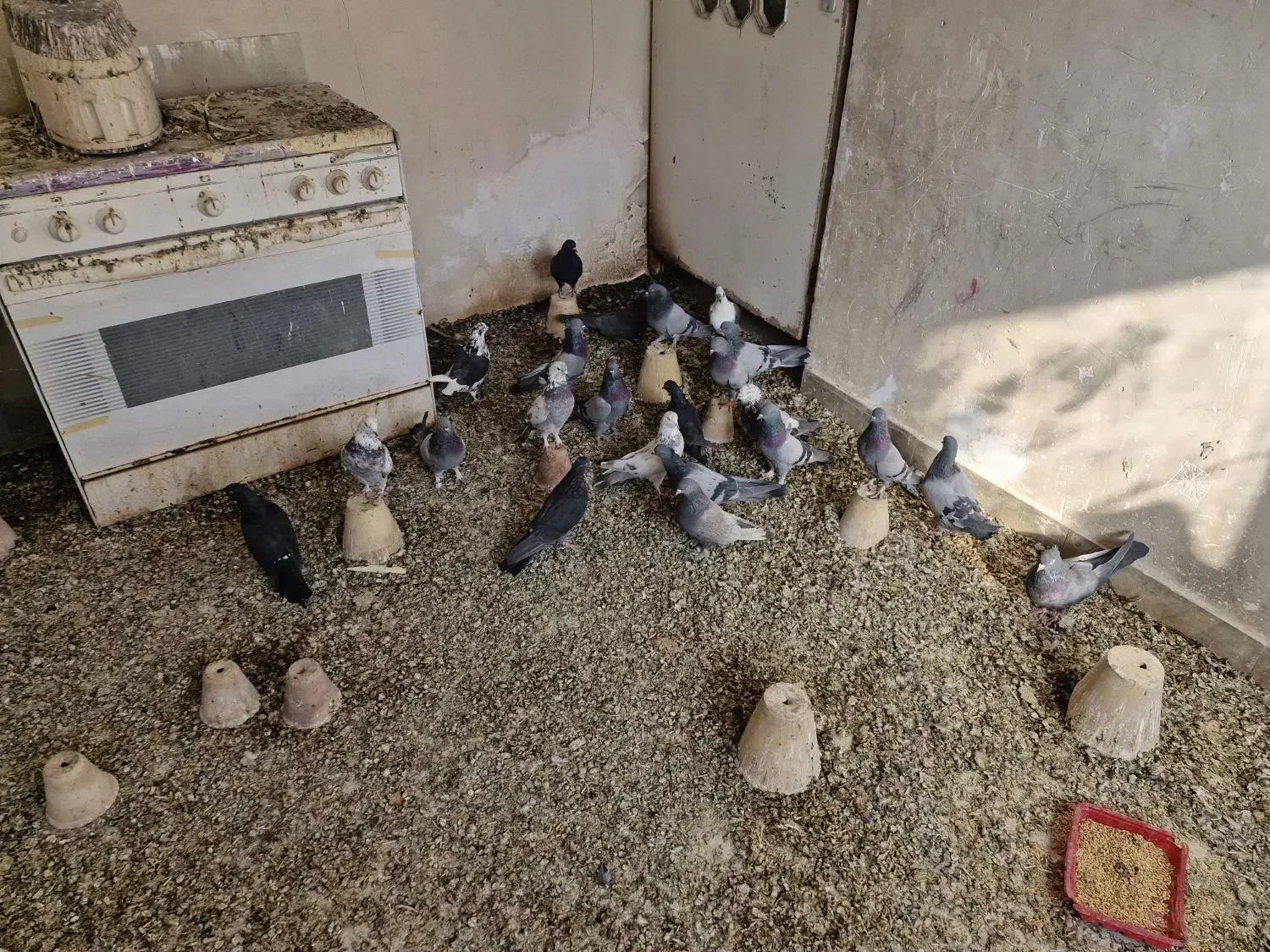 بوم اصفهانی درجه یک|پرنده|برخوار, |دیوار