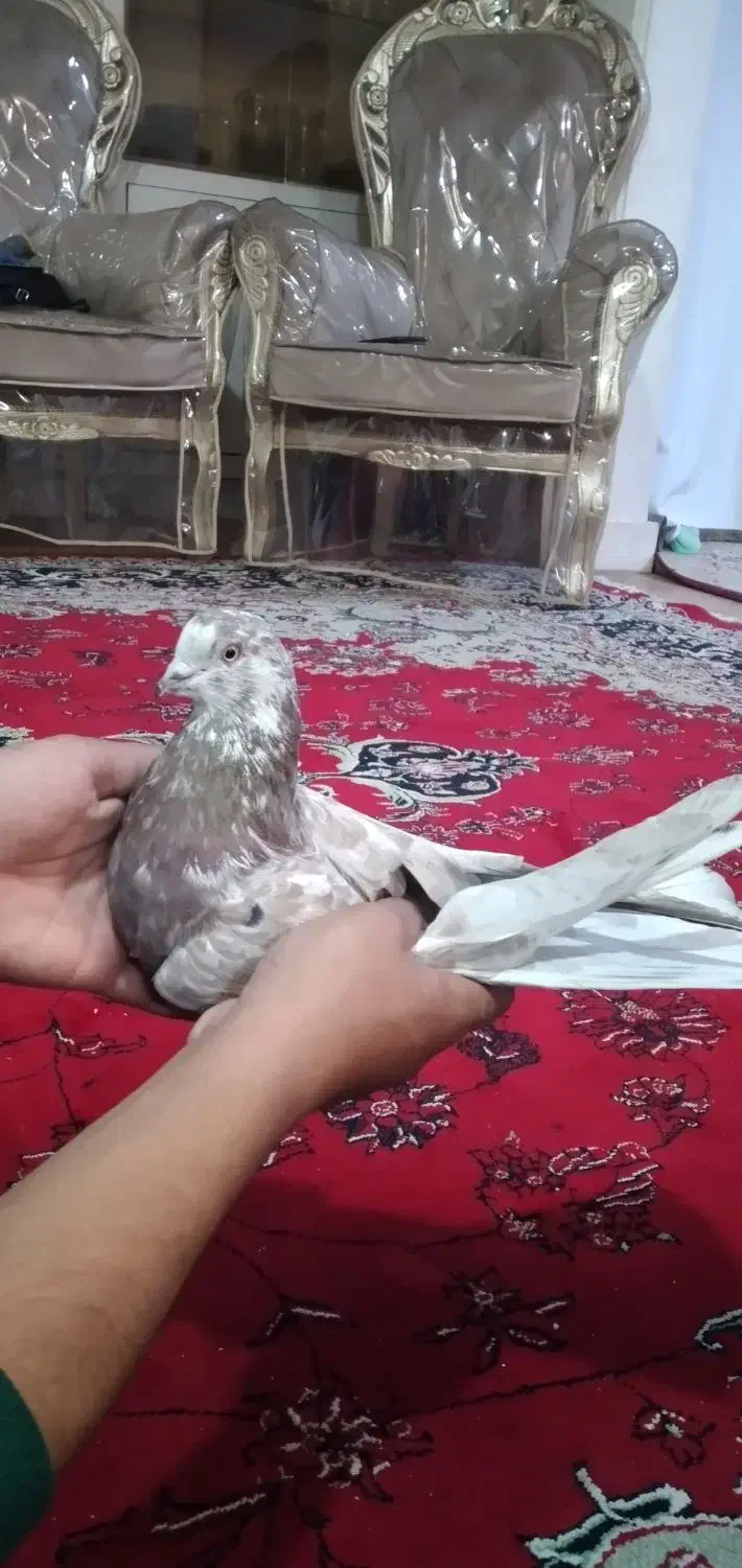 کبوترگرگی کله ماستی|پرنده|اصفهان, جاوان|دیوار