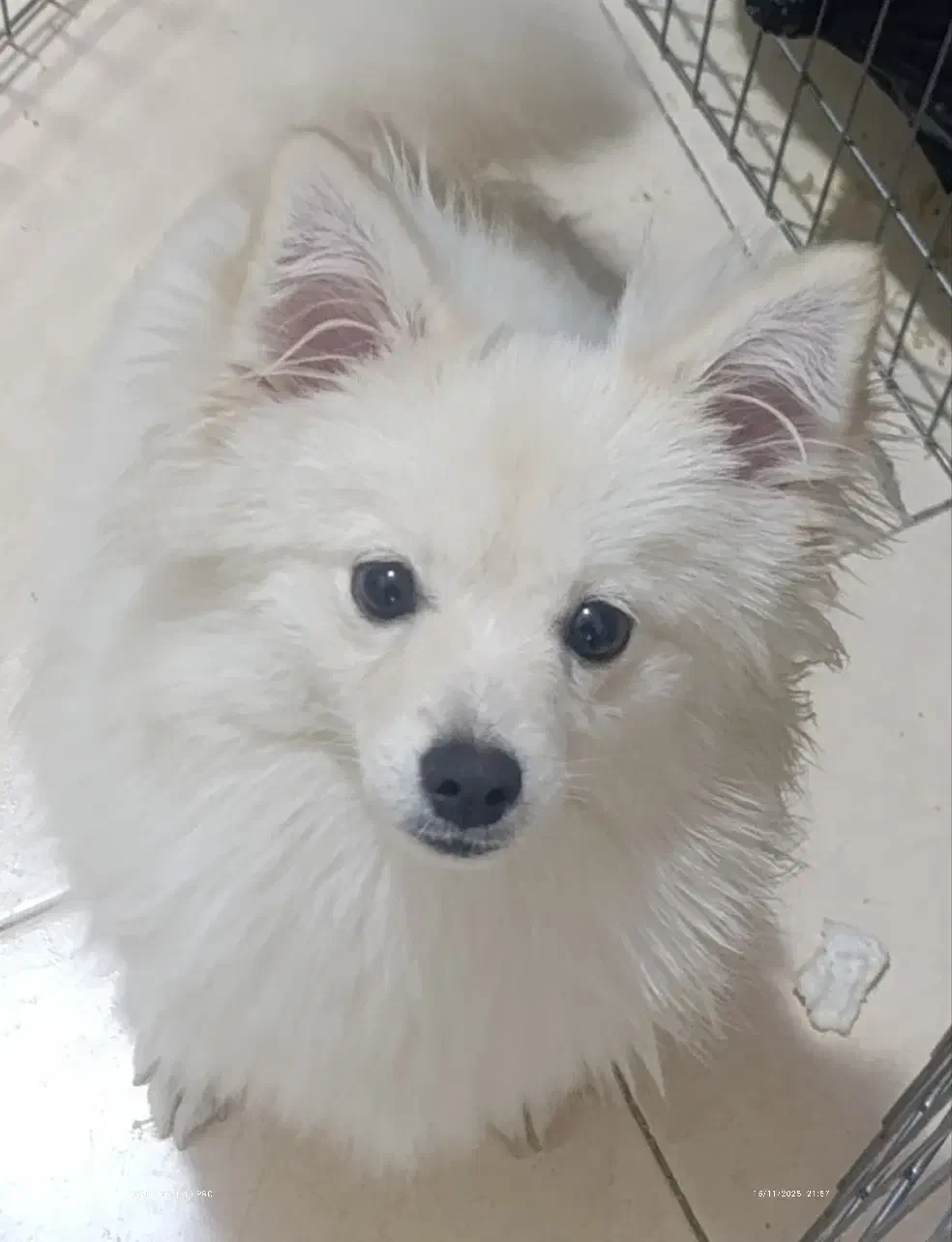 سگ پامر ماده ۷ماهه|سگ|شهریار, شهرک وائین|دیوار