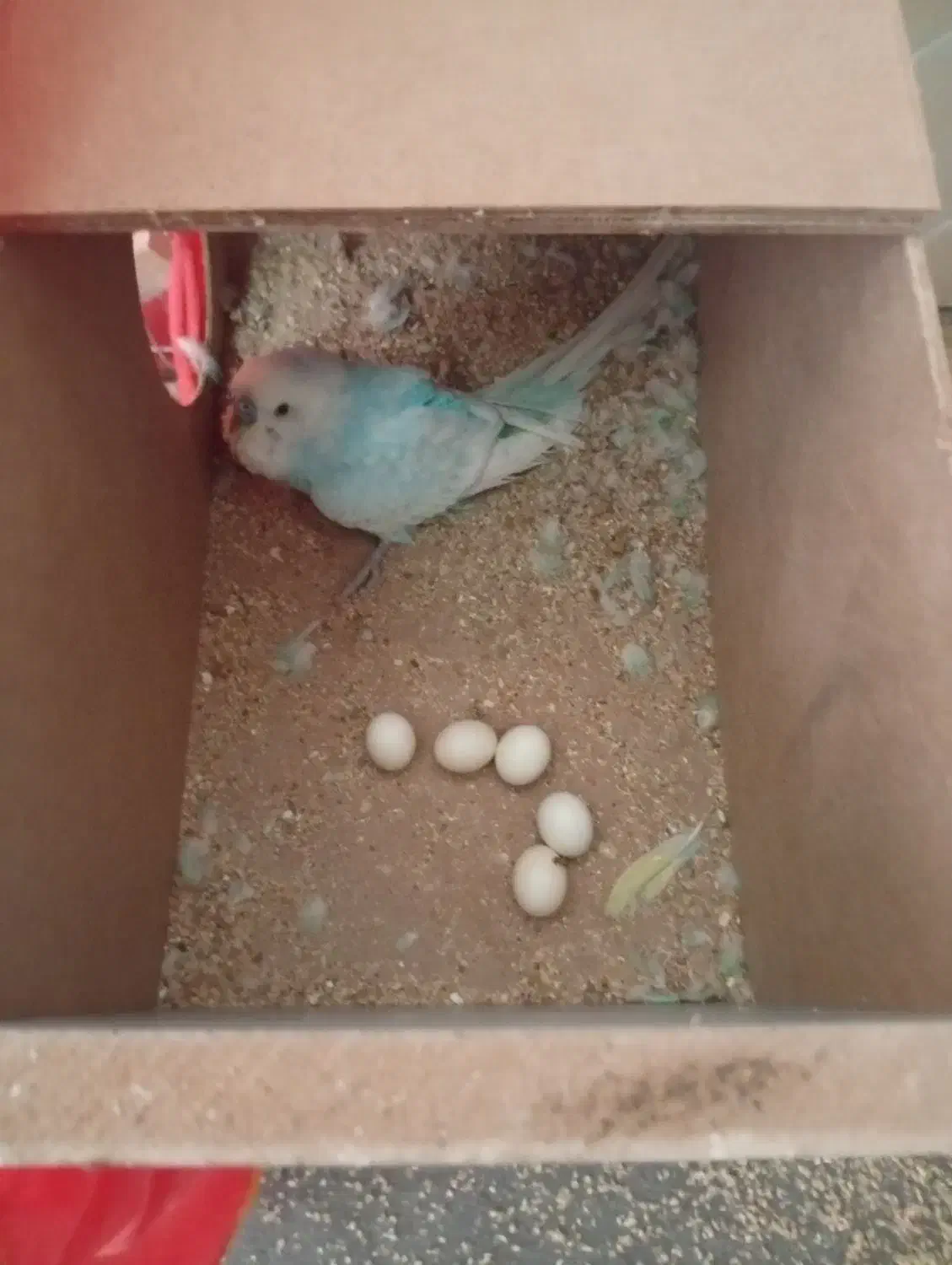 گم شده|حیوانات|تربت جام, معدآباد|دیوار