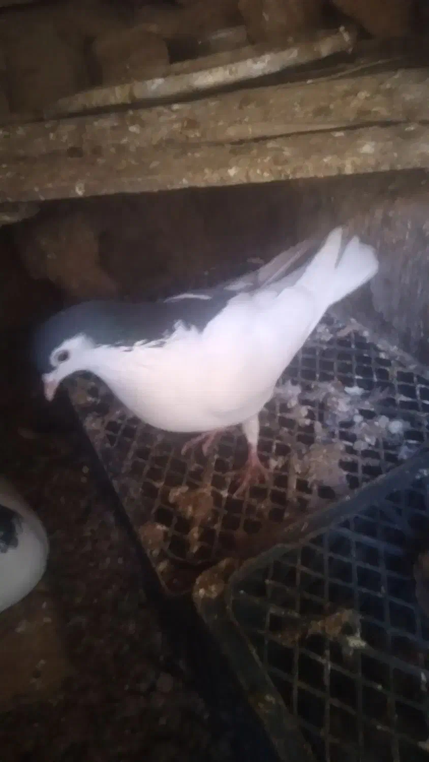 کفتر راست|پرنده|صفی آباد, |دیوار