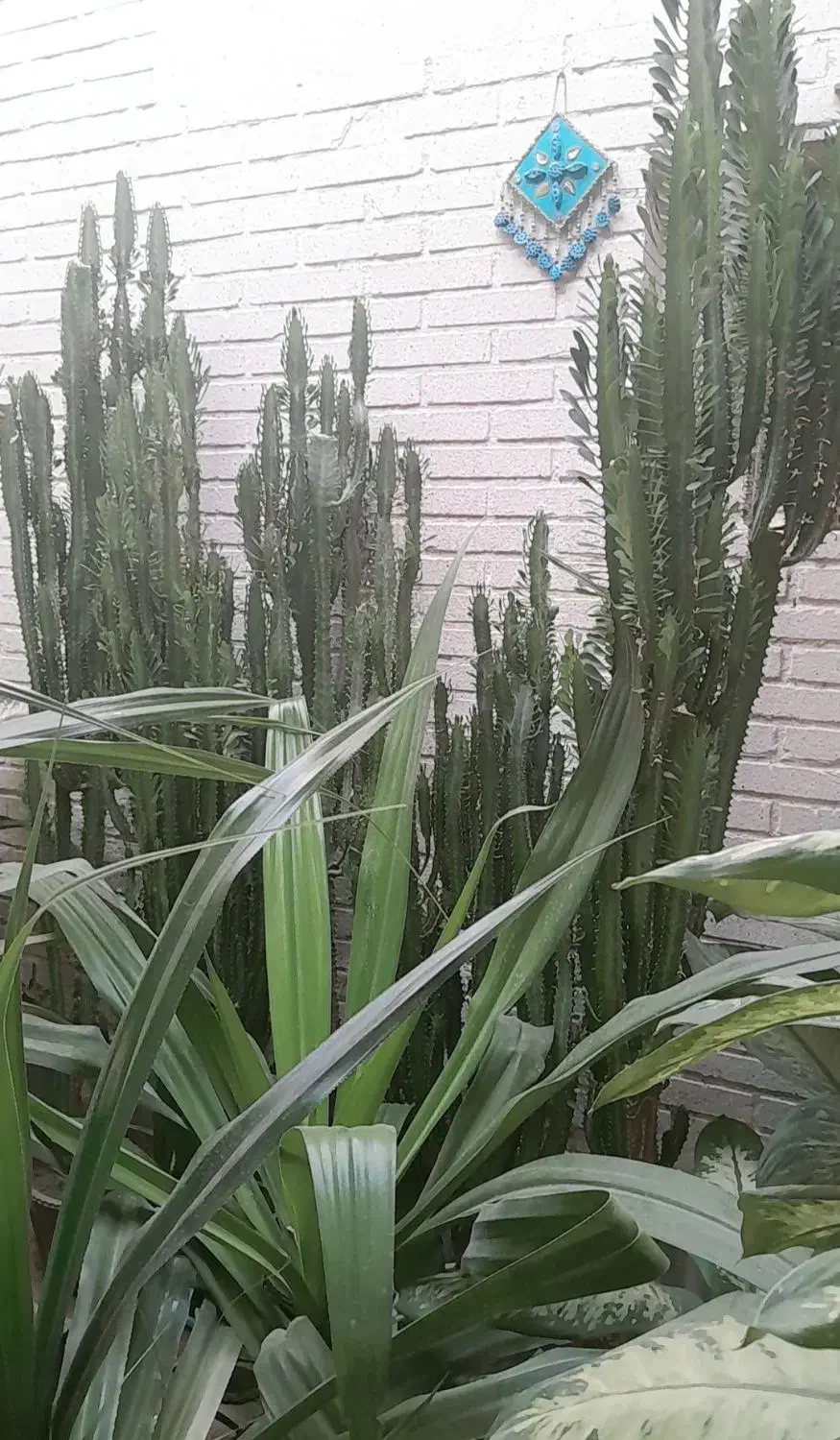 گل های آپارتمانی وکاکتوس های زیبا بفروش میرسد|گل و گیاه طبیعی|زرقان, |دیوار