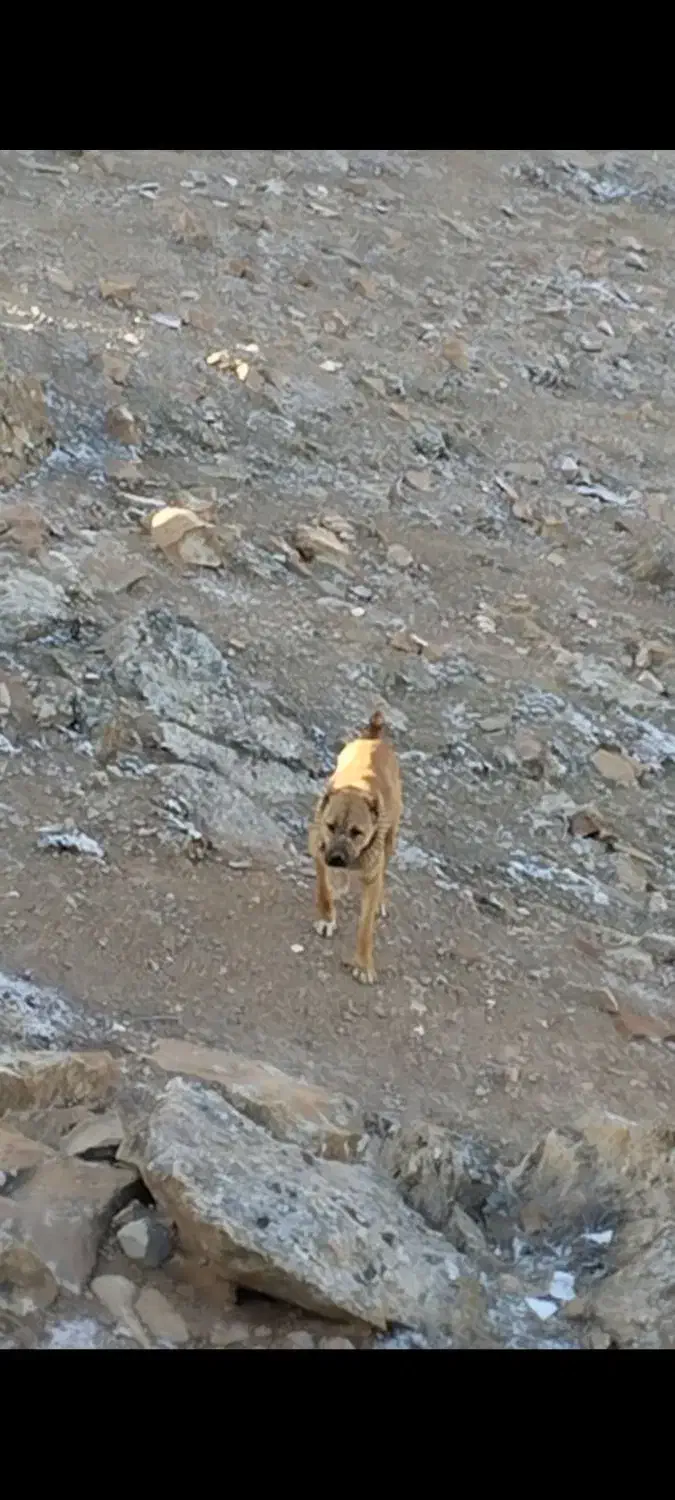 سگ گسفندی|سگ|شیروان (خراسان), |دیوار