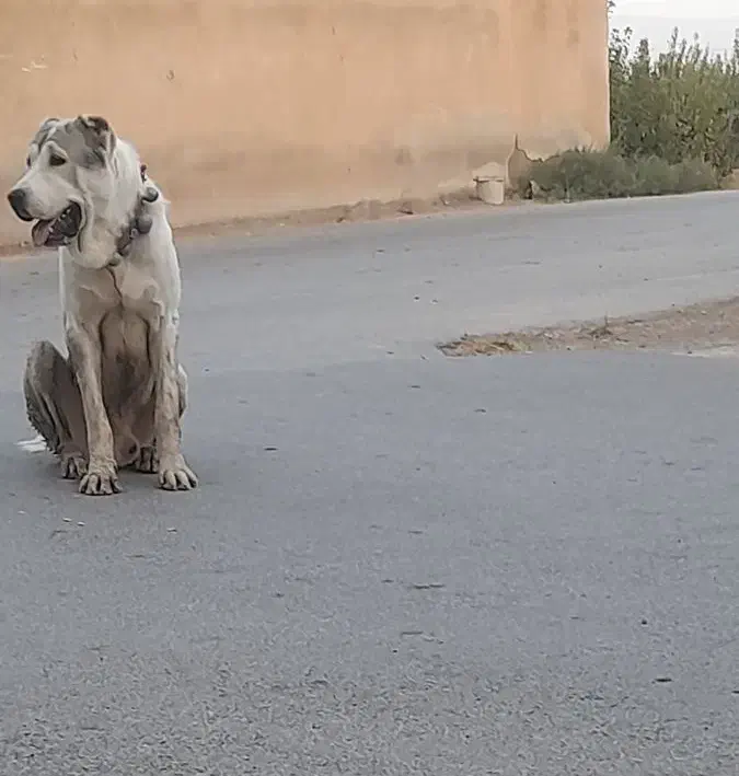 آلابای|سگ|پیر بکران, |دیوار