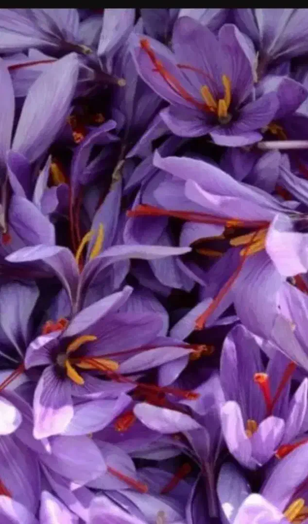 زغفران درجه یک|خوردنی و آشامیدنی|مشهد, کوی المهدی|دیوار