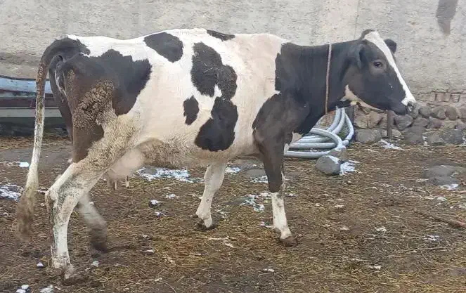 گاو سیمنتال با گوساله ماده|حیوانات مزرعه|نظر کهریزی, |دیوار