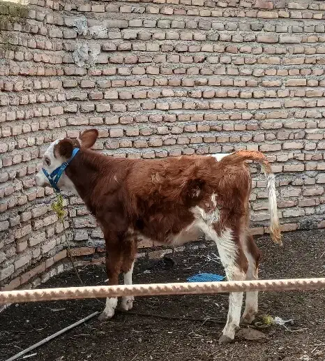 گاو|حیوانات مزرعه|آق قلا, |دیوار