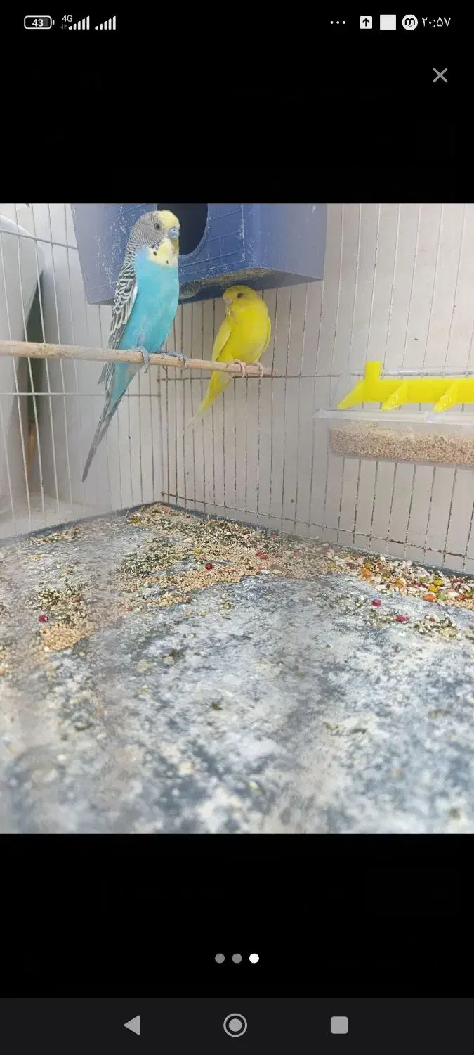 پرنده|پرنده|طبس, |دیوار