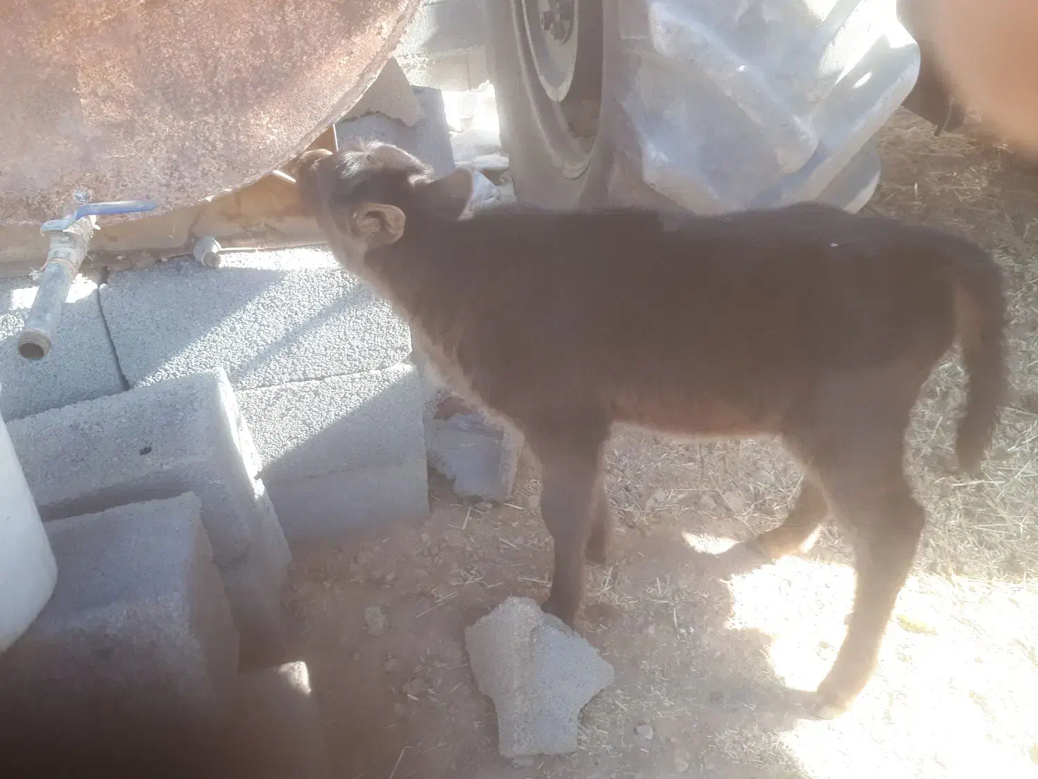 گاو گوساله محلی|حیوانات مزرعه|بیستون, |دیوار