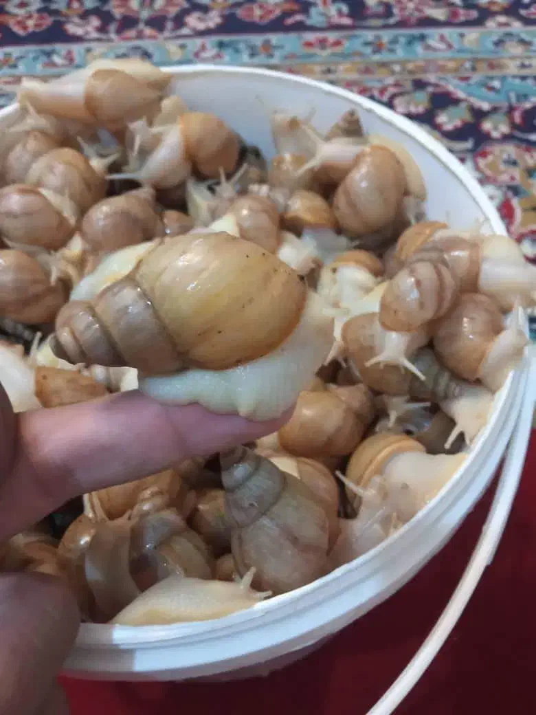 حلزون آچاتینا|خزنده|ابریشم, |دیوار