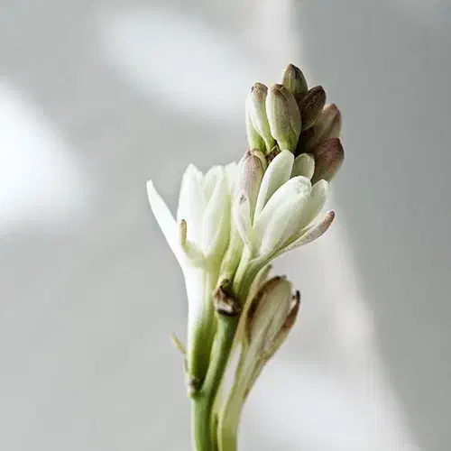 زیتون چینی|استخدام صنعتی، فنی، مهندسی|سنندج, |دیوار