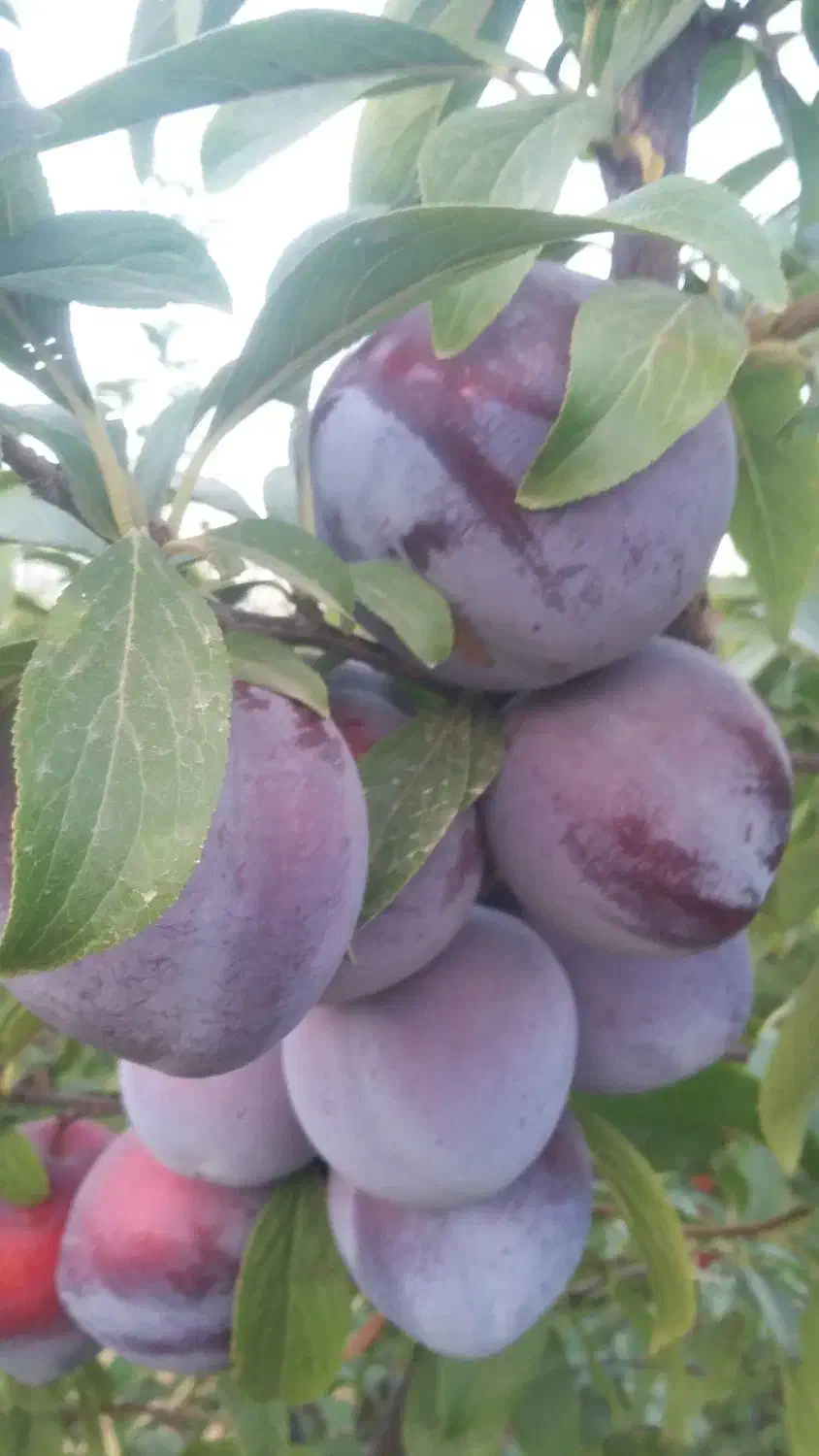 باغچه ۵۰۰ متری|فروش زمین و ملک کلنگی|هشتگرد, تهران دشت|دیوار