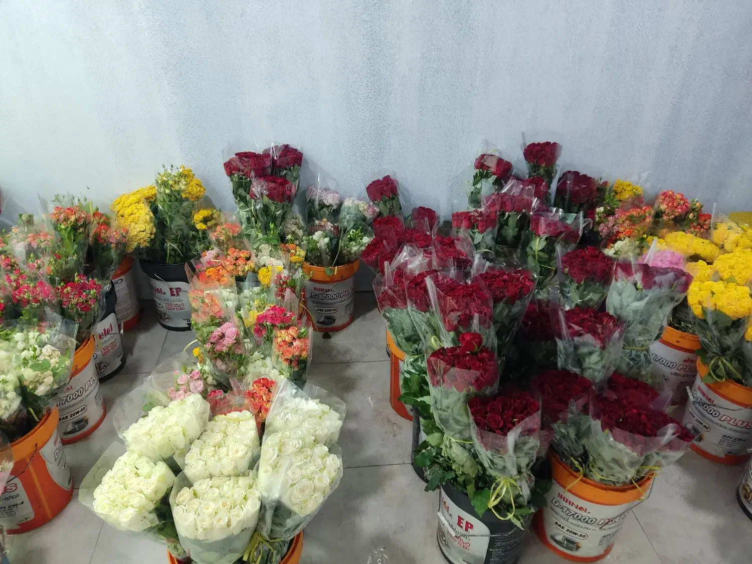 رز ممتاز از ۴۵۰ تا ۷۵۰|گل و گیاه طبیعی|شیراز, اکبر آباد|دیوار
