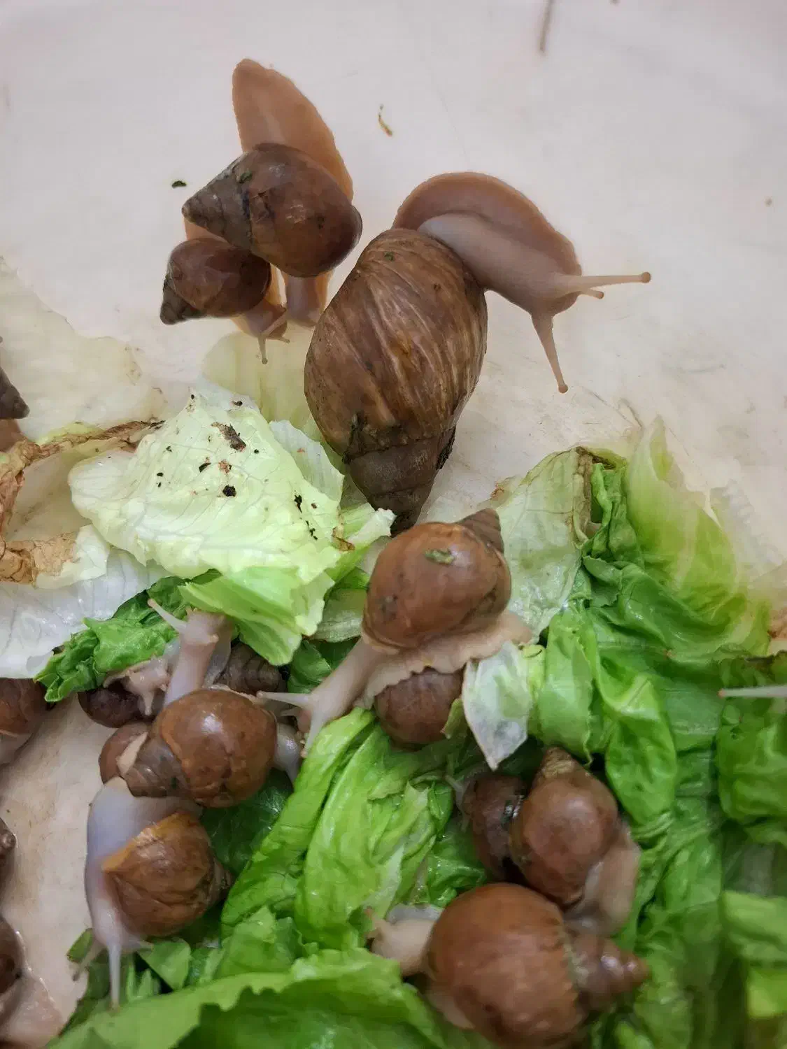 حلزون|خزنده|مشهد, یوسفیه (شهرک غرب)|دیوار