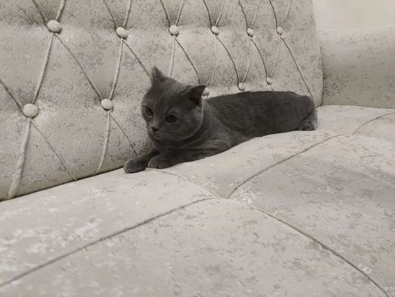 گربه نر ۸ ماهه اسکاتیش فولد|گربه|بابلسر, |دیوار