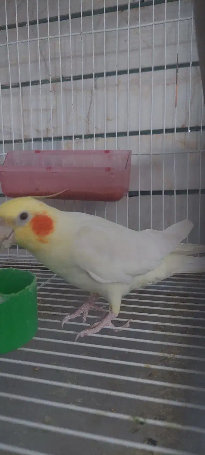 فروش جفت کوتوله و عروس هلندی خاص و زیبا|پرنده|فردوس (خراسان), |دیوار