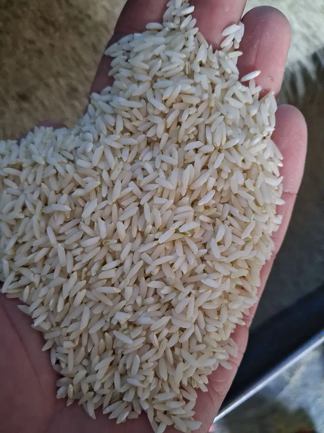 برنج محلی سالم بوجاری شده درروستا|عمده‌فروشی|دورود, |دیوار