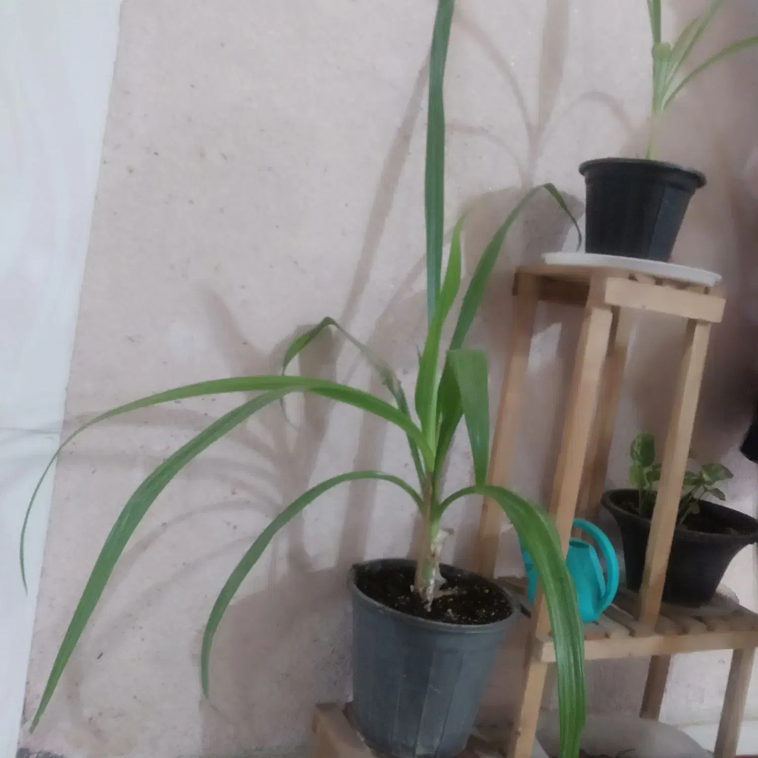 ۵۰ت|گل و گیاه طبیعی|رفسنجان, |دیوار