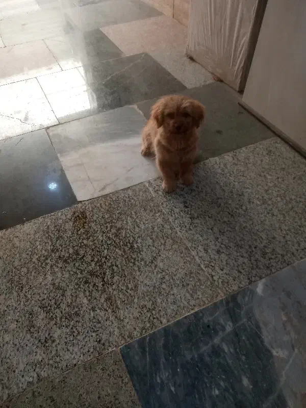 سگ پاکوتاه|سگ|ساری, |دیوار