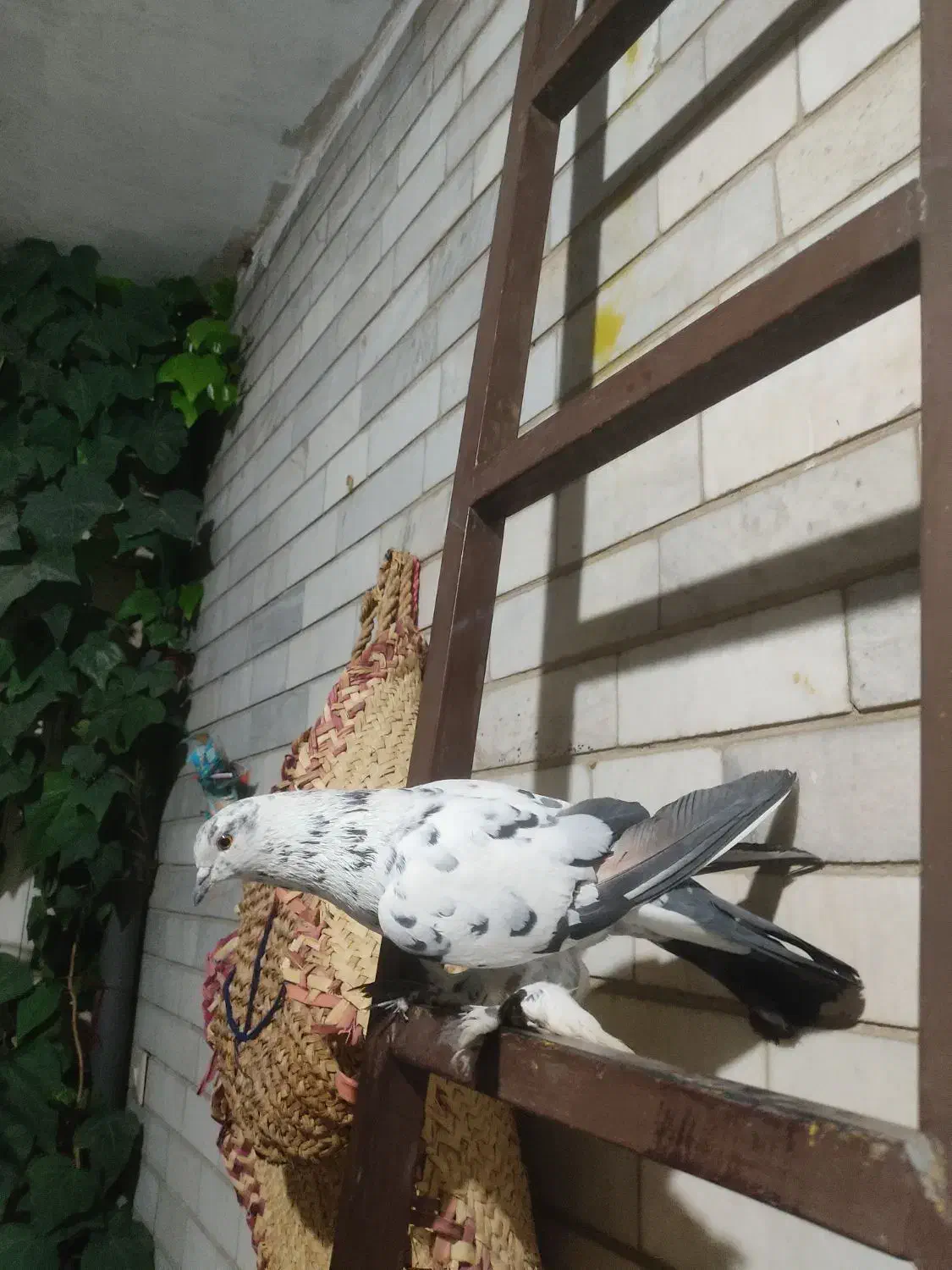 کبوتر|پرنده|اصفهان, باتون|دیوار