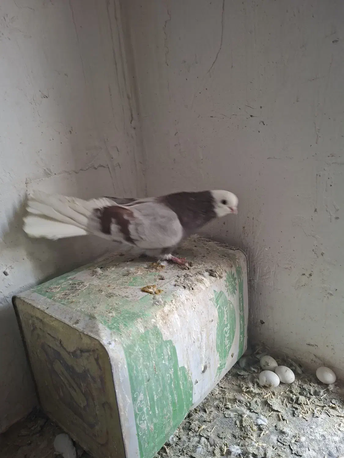 کبوتر شازده همشون قیمتهاشون فرق داره|پرنده|ایلخچی, |دیوار