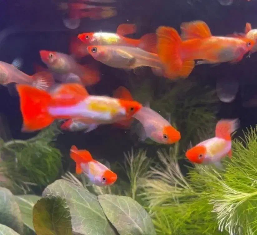 ماهی گوپی کالرزبرا فایتر میگو لجن خارتترا آکواریوم|ماهی|تهران, امام زاده حسن|دیوار