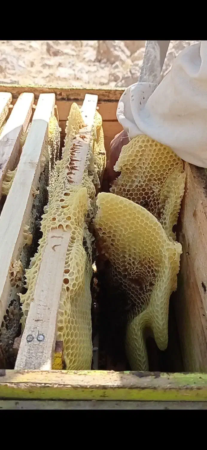 عسل|خوردنی و آشامیدنی|اهواز, کوی طلاب|دیوار